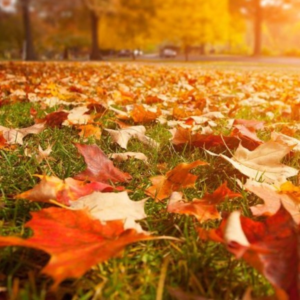Leaves
